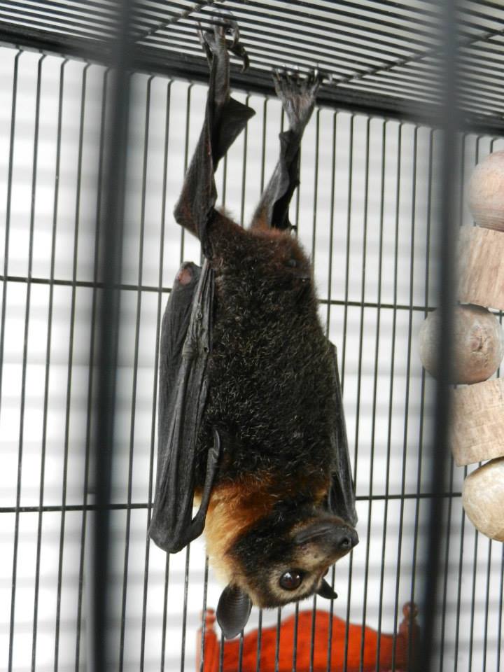 Spectacled Flying  Fox  Rescued Me My Pack I